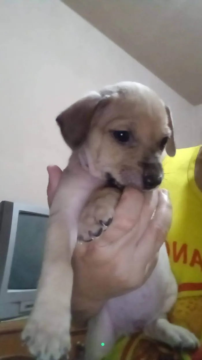 Cachorro ra a SRD-ViraLata idade 2 a 6 meses nome Polegar