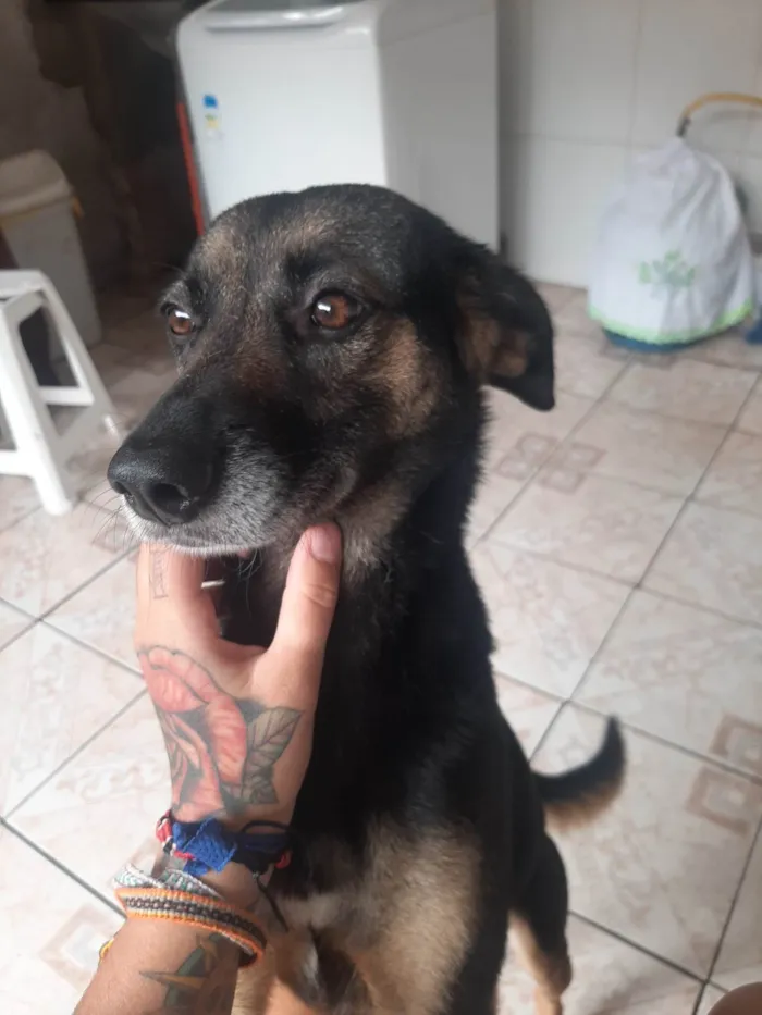 Cachorro ra a SRD-ViraLata idade 3 anos nome Luna