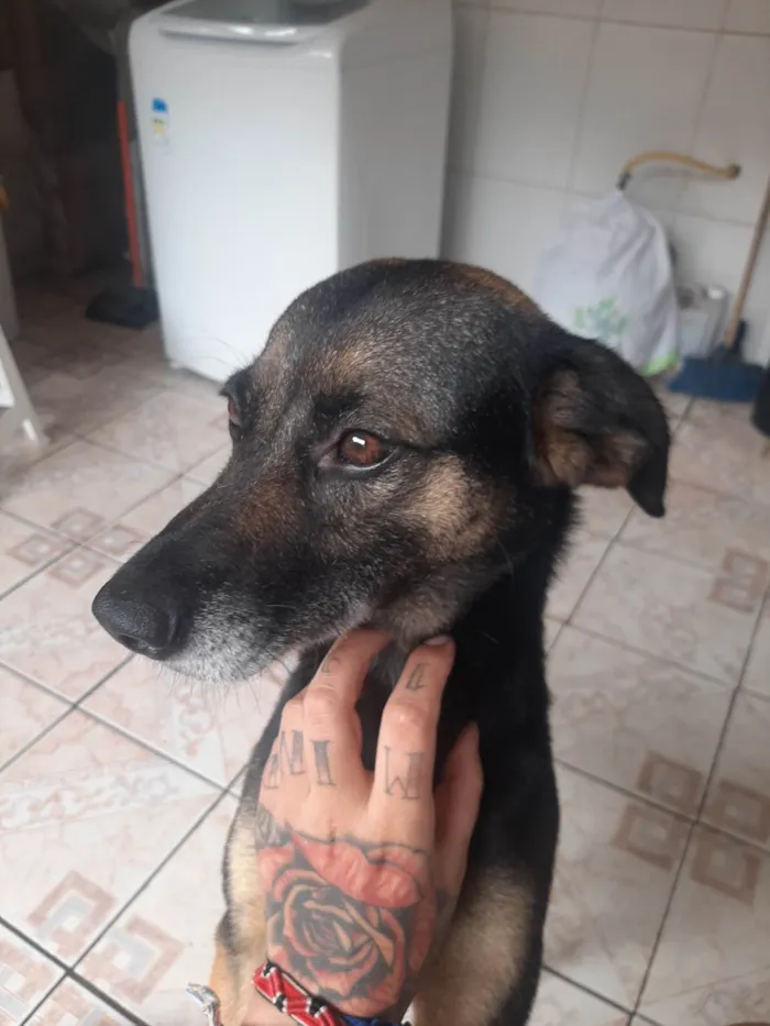 Cachorro ra a SRD-ViraLata idade 3 anos nome Luna