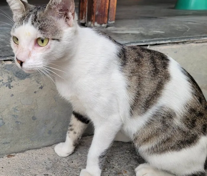 Gato ra a SRD-ViraLata idade 7 a 11 meses nome Tina
