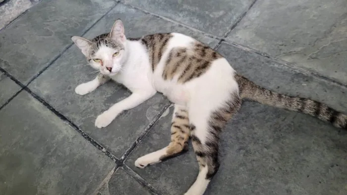 Gato ra a SRD-ViraLata idade 7 a 11 meses nome Tina