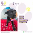 Zaya