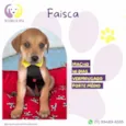 Faísca 