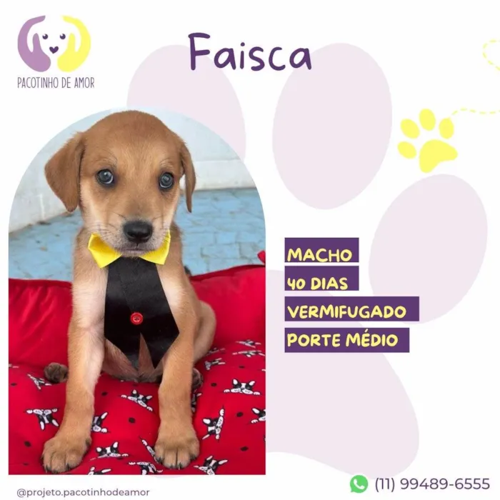 Cachorro ra a SRD-ViraLata idade 2 a 6 meses nome Faísca 