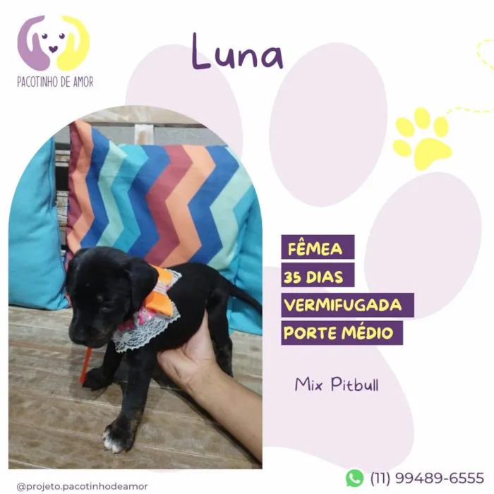 Gato ra a Mix PitBill idade Abaixo de 2 meses nome Luna