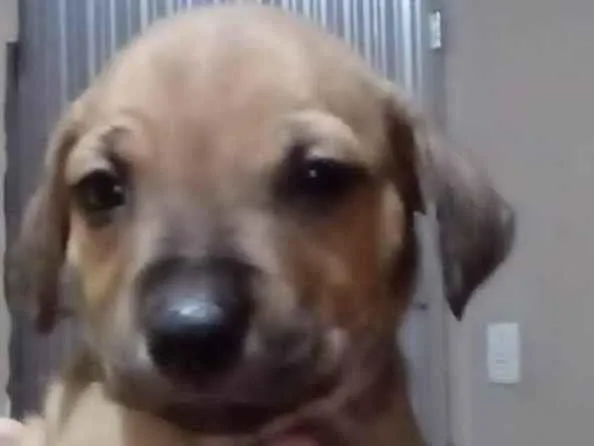Cachorro ra a SRD-ViraLata idade 2 a 6 meses nome Picolo & Pietro 