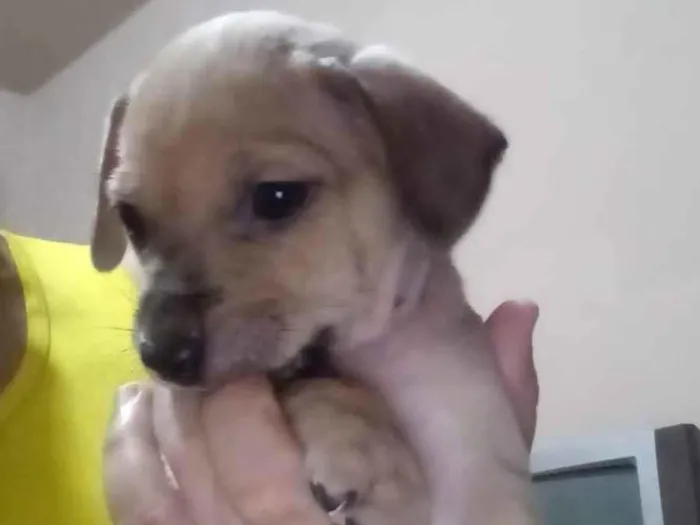 Cachorro ra a SRD-ViraLata idade 2 a 6 meses nome Polegar