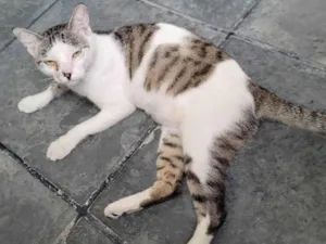 Gato raça SRD-ViraLata idade 7 a 11 meses nome Tina