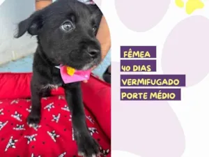 Cachorro raça SRD-ViraLata idade 2 a 6 meses nome Zaya