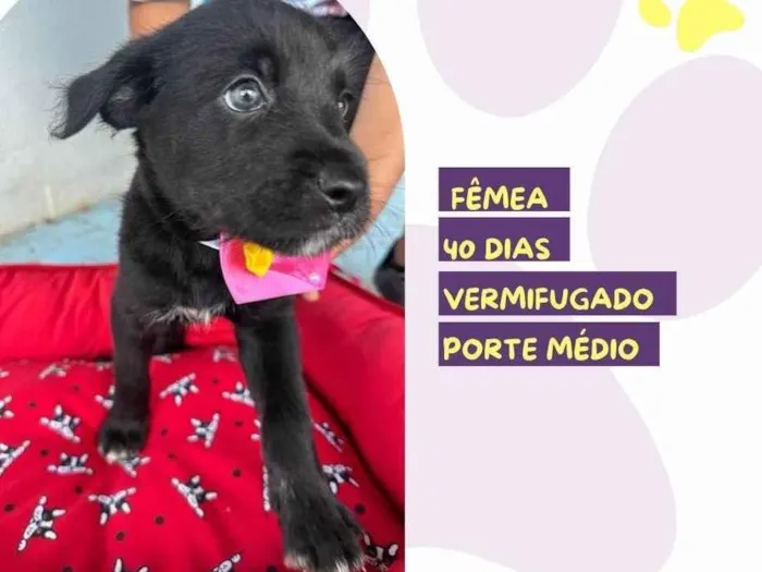 Cachorro ra a SRD-ViraLata idade 2 a 6 meses nome Zaya