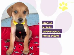 Cachorro raça SRD-ViraLata idade 2 a 6 meses nome Faísca 
