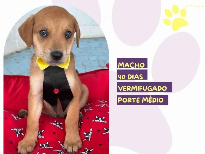Cachorro ra a SRD-ViraLata idade 2 a 6 meses nome Faísca 