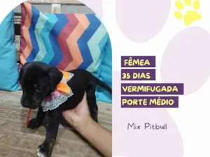 Gato raça Mix PitBill idade Abaixo de 2 meses nome Luna