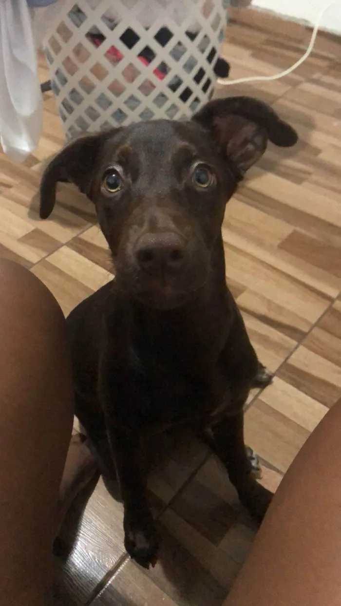 Cachorro ra a SRD-ViraLata idade 2 a 6 meses nome Lunna