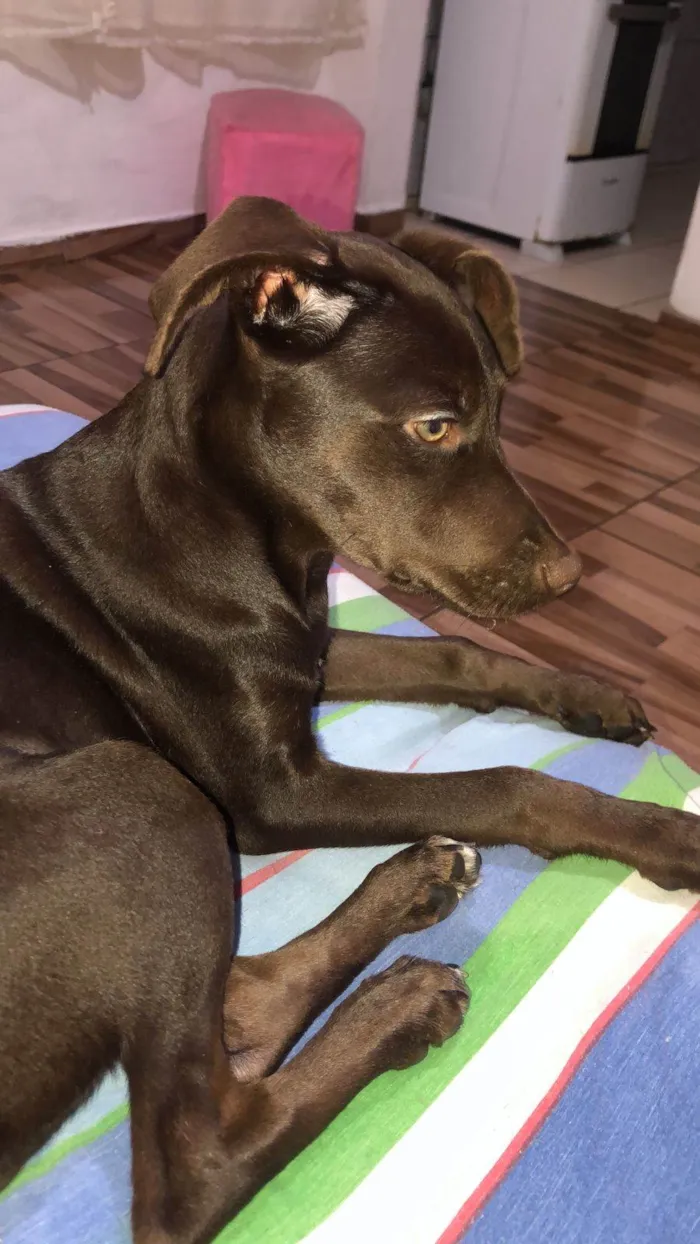 Cachorro ra a SRD-ViraLata idade 2 a 6 meses nome Lunna