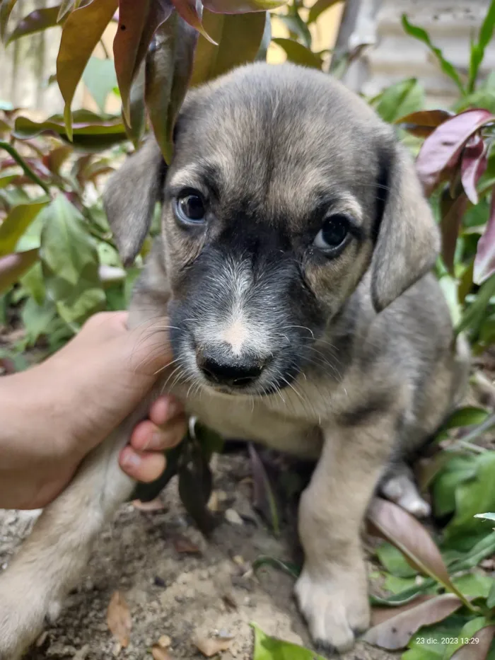 Cachorro ra a SRD-ViraLata idade 2 a 6 meses nome Bolinha