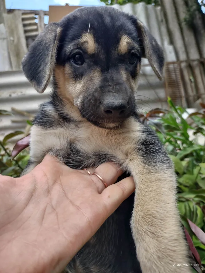 Cachorro ra a SRD-ViraLata idade 2 a 6 meses nome Biscoito 