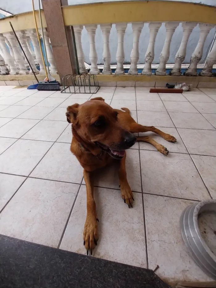 Cachorro ra a Visla idade 5 anos nome Wisla