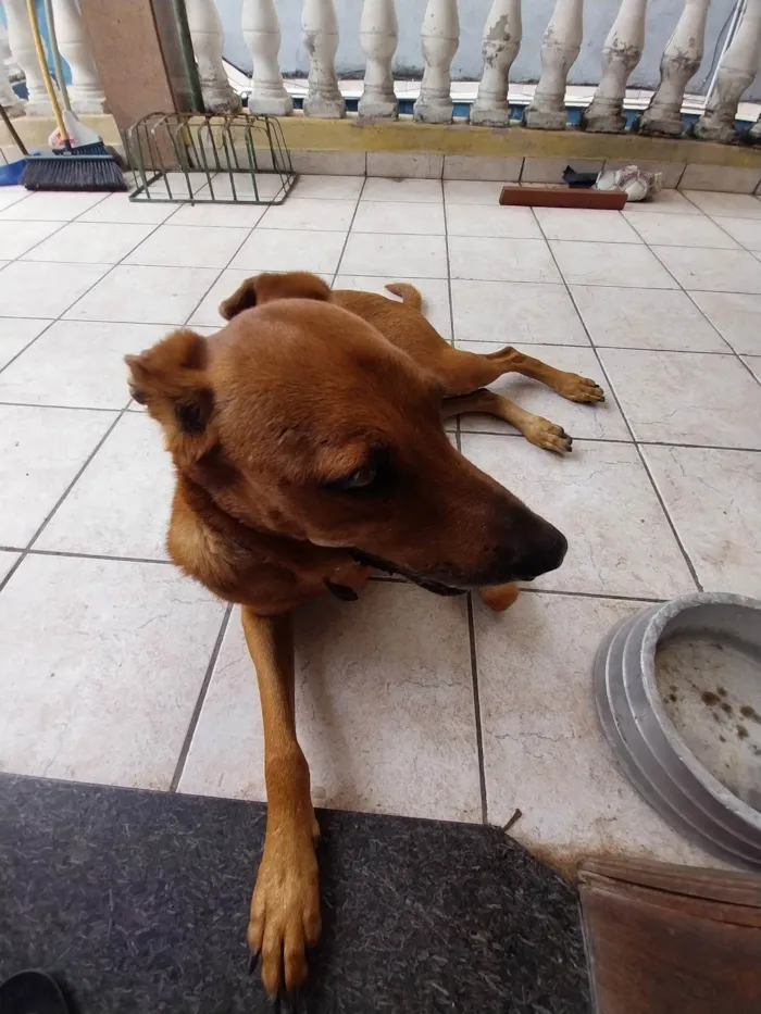 Cachorro ra a Visla idade 5 anos nome Wisla