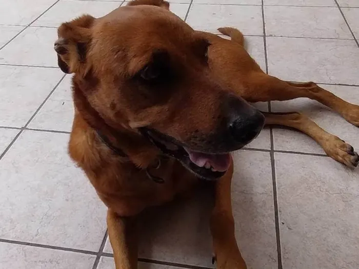 Cachorro ra a Visla idade 5 anos nome Wisla