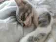 3 gatinhos 2 macho e 1 femia
