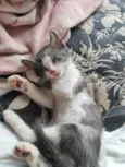 3 gatinhos 2 macho e 1 femia