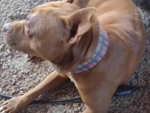 Cachorro raça Pitbull  idade 1 ano nome Thor