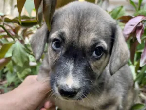 Cachorro raça SRD-ViraLata idade 2 a 6 meses nome Bolinha