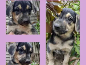 Cachorro raça SRD-ViraLata idade 2 a 6 meses nome Biscoito 