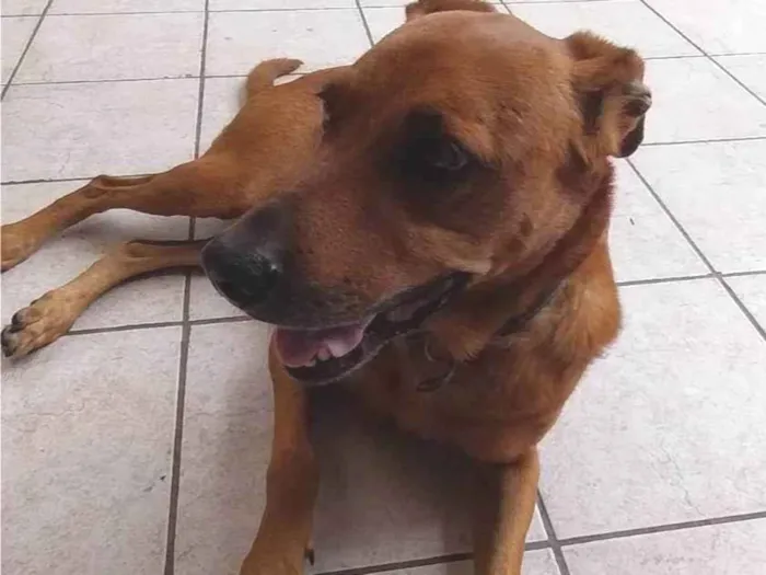 Cachorro ra a Visla idade 5 anos nome Wisla