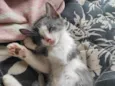 3 gatinhos 2 macho e 1 femia