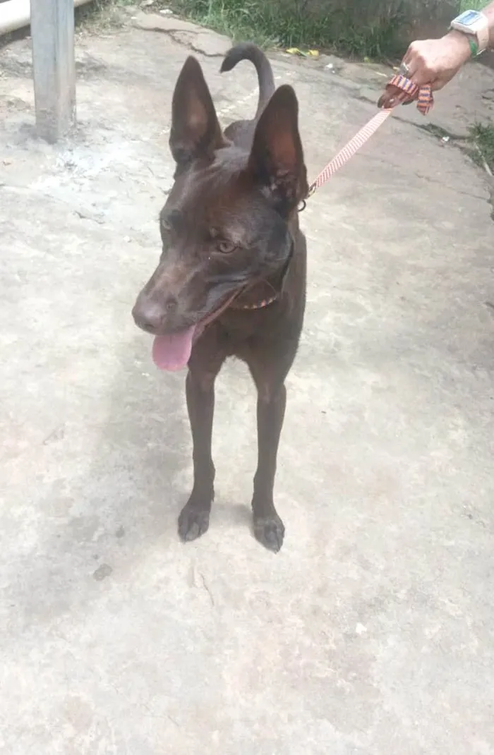 Cachorro ra a SRD-ViraLata idade 2 a 6 meses nome Mel bb6meses um doce 