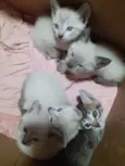 Gatinhos filhotes 