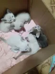 Gatinhos filhotes 