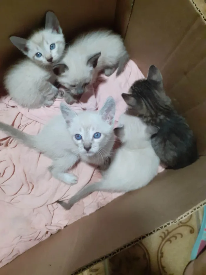 Gato ra a Raça  idade Abaixo de 2 meses nome Gatinhos filhotes 