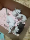 Gatinhos filhotes 