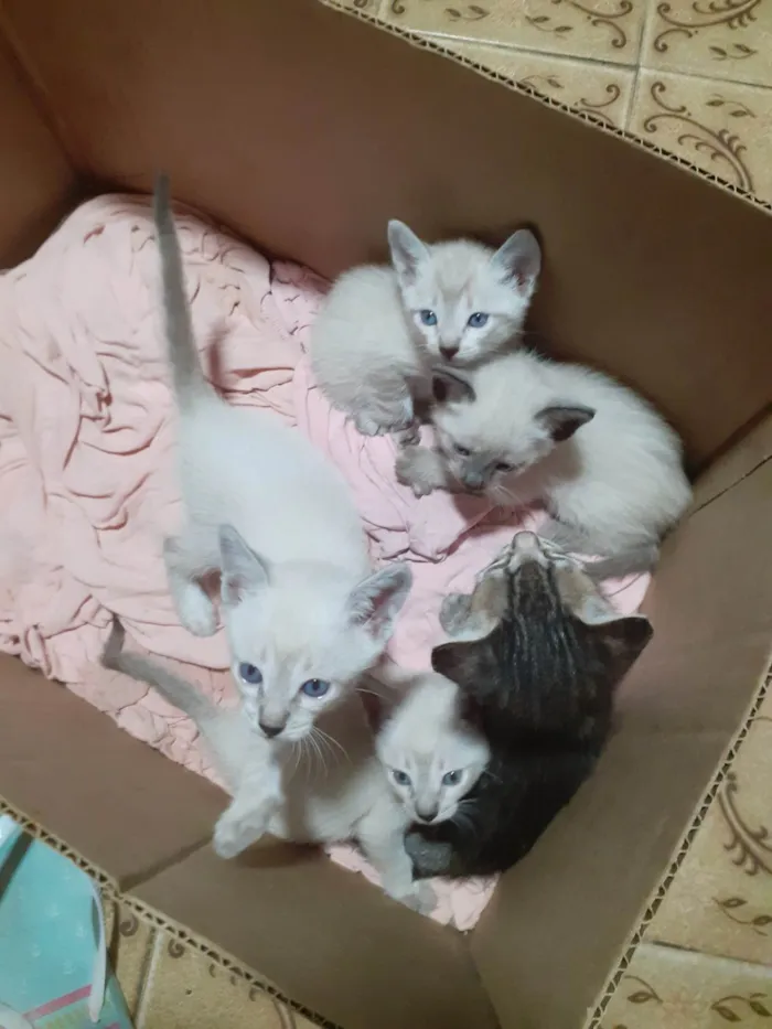 Gato ra a Raça  idade Abaixo de 2 meses nome Gatinhos filhotes 