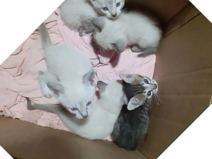 Gato ra a Raça  idade Abaixo de 2 meses nome Gatinhos filhotes 