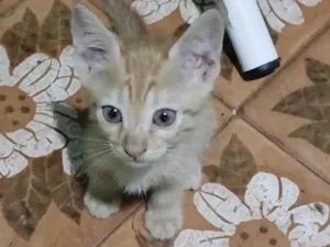 Gato raça  idade 2 a 6 meses nome sem nome