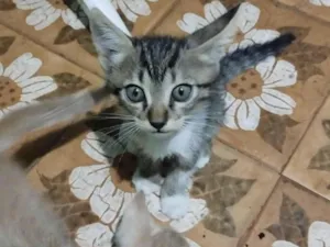 Gato raça  idade 2 a 6 meses nome sn