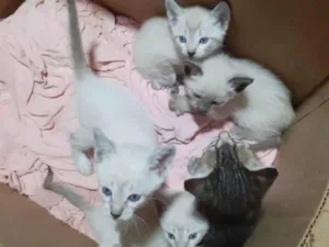 Gato raça Raça  idade Abaixo de 2 meses nome Gatinhos filhotes 