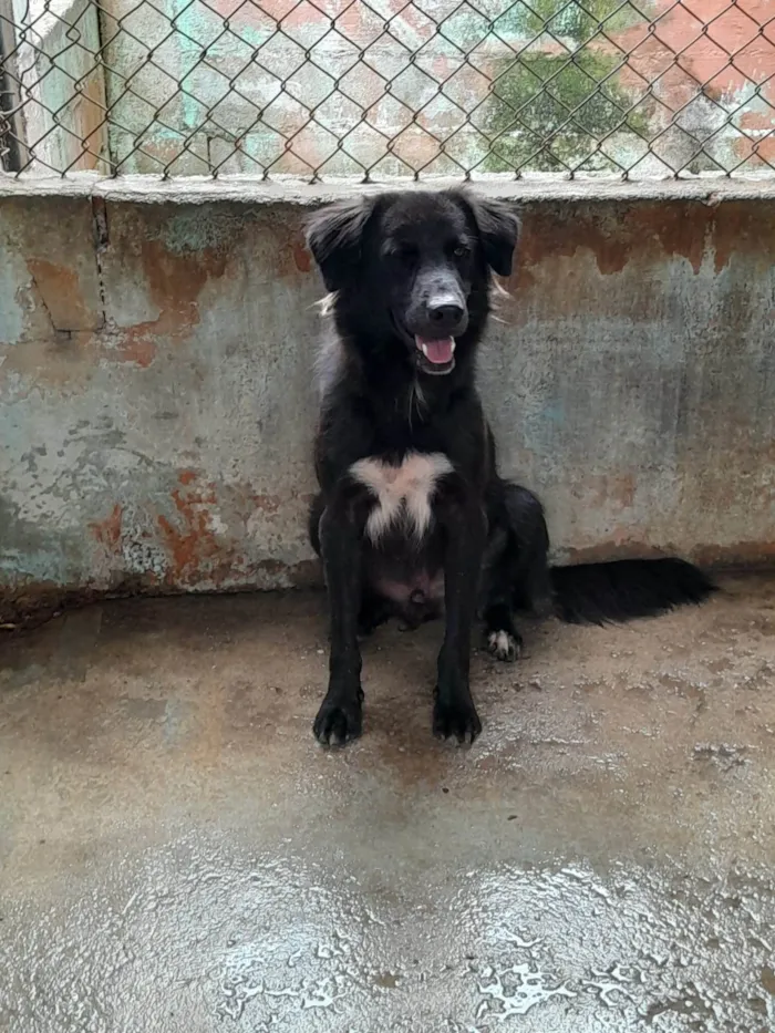 Cachorro ra a SRD-ViraLata idade 3 anos nome ZEUS