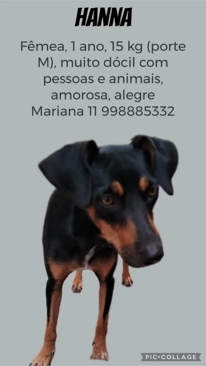 Cachorro ra a SRD-ViraLata idade 1 ano nome Hanna