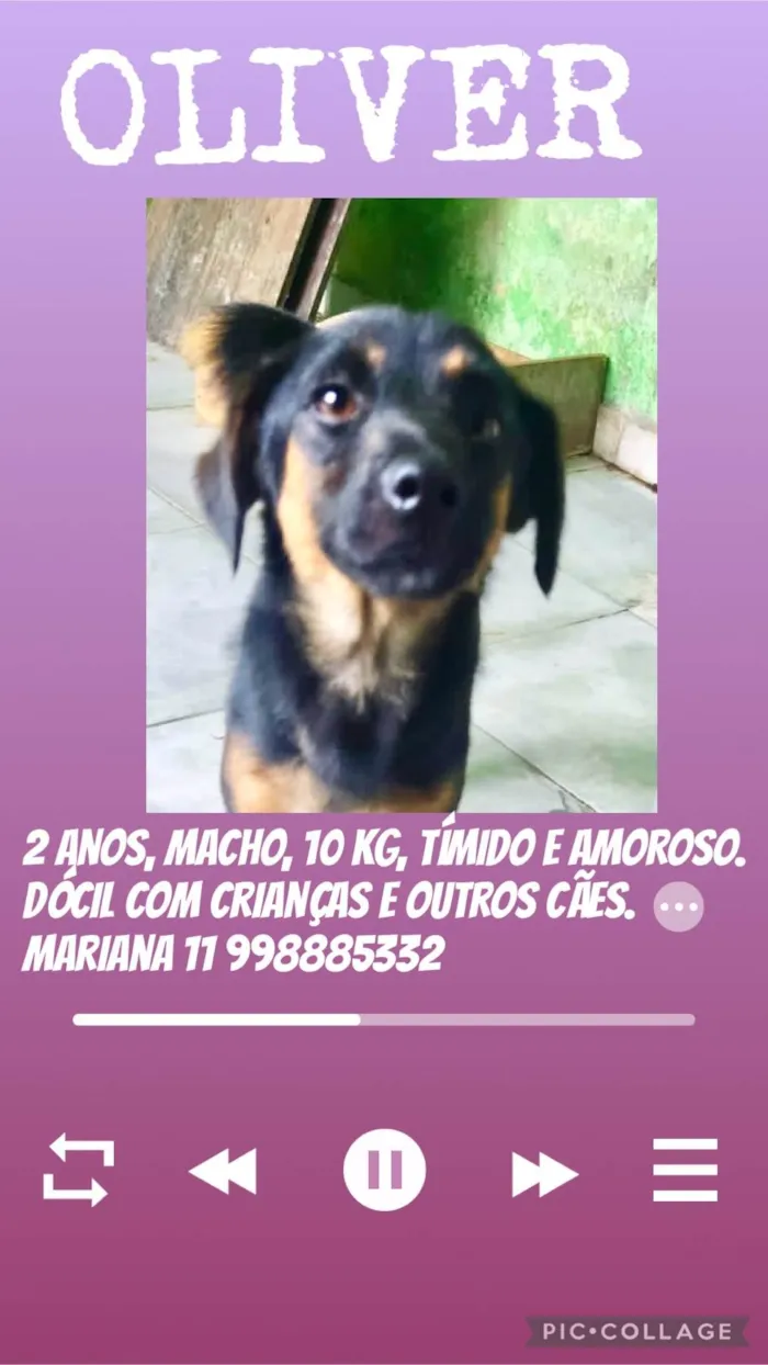 Cachorro ra a SRD-ViraLata idade 2 anos nome Oliver