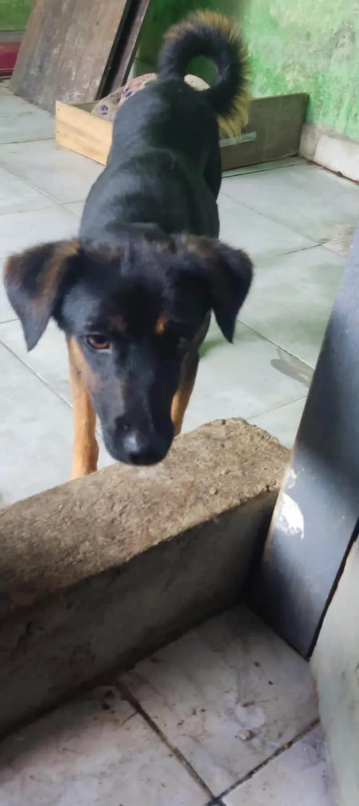 Cachorro ra a SRD-ViraLata idade 2 anos nome Oliver