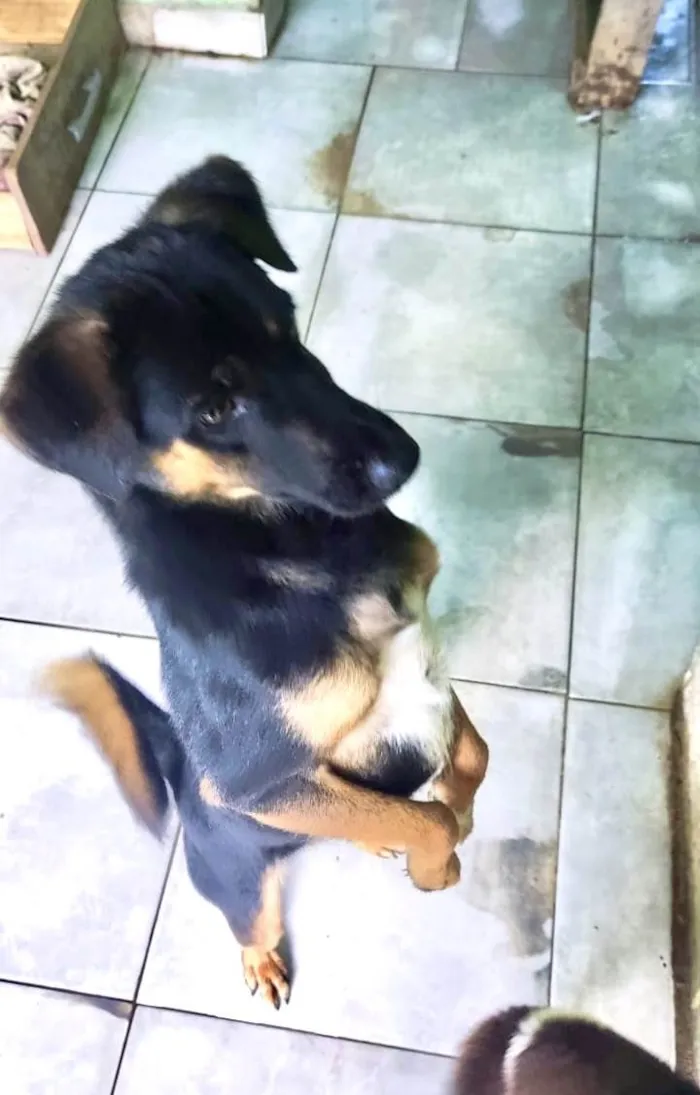 Cachorro ra a SRD-ViraLata idade 2 anos nome Oliver