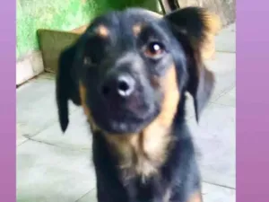 Cachorro raça SRD-ViraLata idade 2 anos nome Oliver