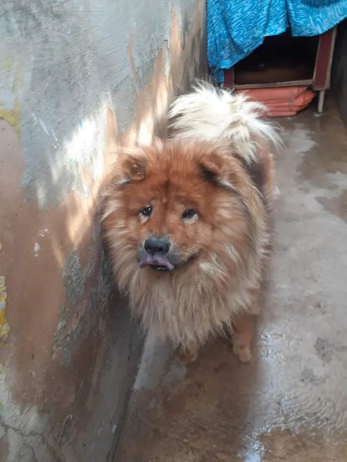 Cachorro ra a Chow chow  idade 6 ou mais anos nome Sheik