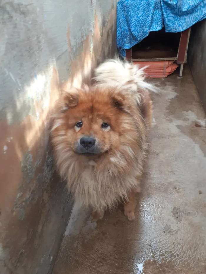 Cachorro ra a Chow chow  idade 6 ou mais anos nome Sheik