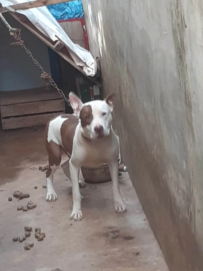 Cachorro ra a Pit-Bull idade 6 ou mais anos nome Zeus